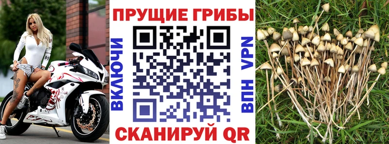 Псилоцибиновые грибы GOLDEN TEACHER  купить наркотики цена  Саров 